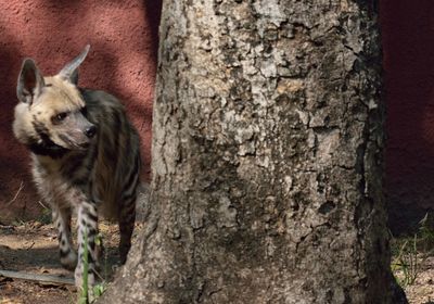 Cat on tree trunk