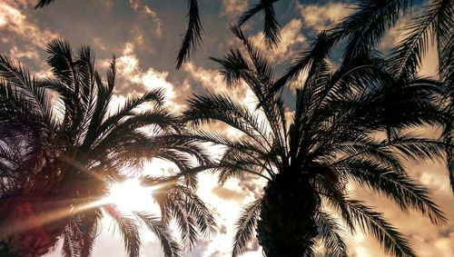 Low angle view of palm trees against sky