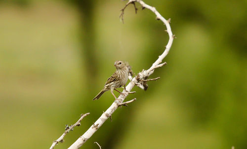 Close-up of bird perching on plant