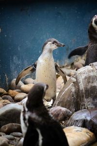 View of birds on rock at sea shore