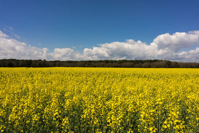 Scenic view of oilseed rape field against sky