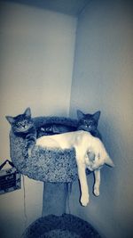 Cat looking at camera