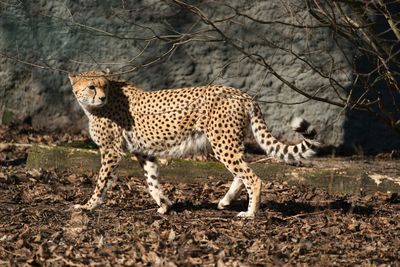 View of tiger on tree
