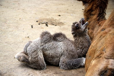 Sheep sitting on a land