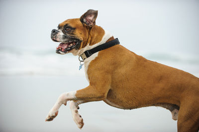 Close-up of dog against sky