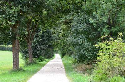 Road amidst trees