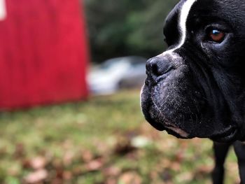 Close-up of dog looking away