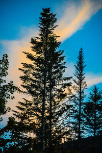 Low angle view of silhouette trees against sky during sunset