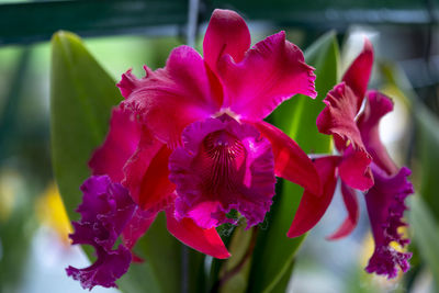 Close-up of pink flowering plant