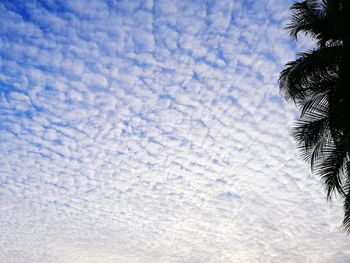 Low angle view of palm trees against blue sky