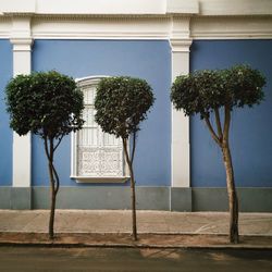 Trees in front of building