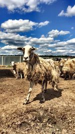 Flock of sheep on field against sky