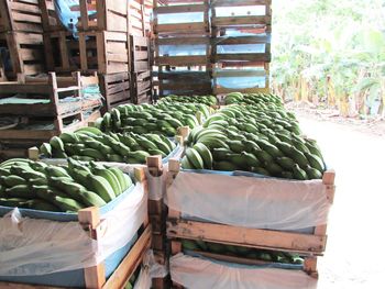 Fruits for sale at market stall