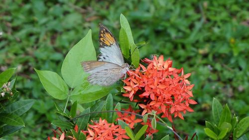 Close-up of butterfly on pink flowers