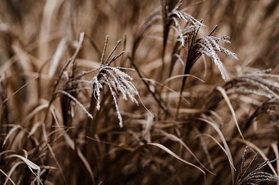 Close-up of dry plant on field