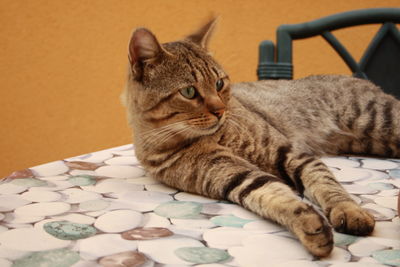 Close-up of cat relaxing on floor