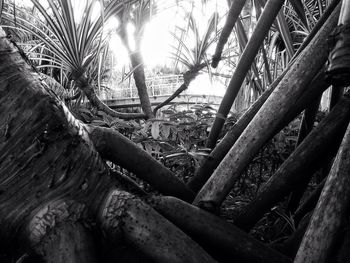 View of tree trunk