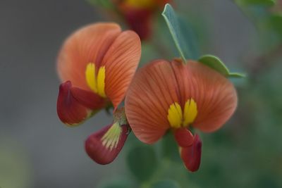 Close-up of pink flowers