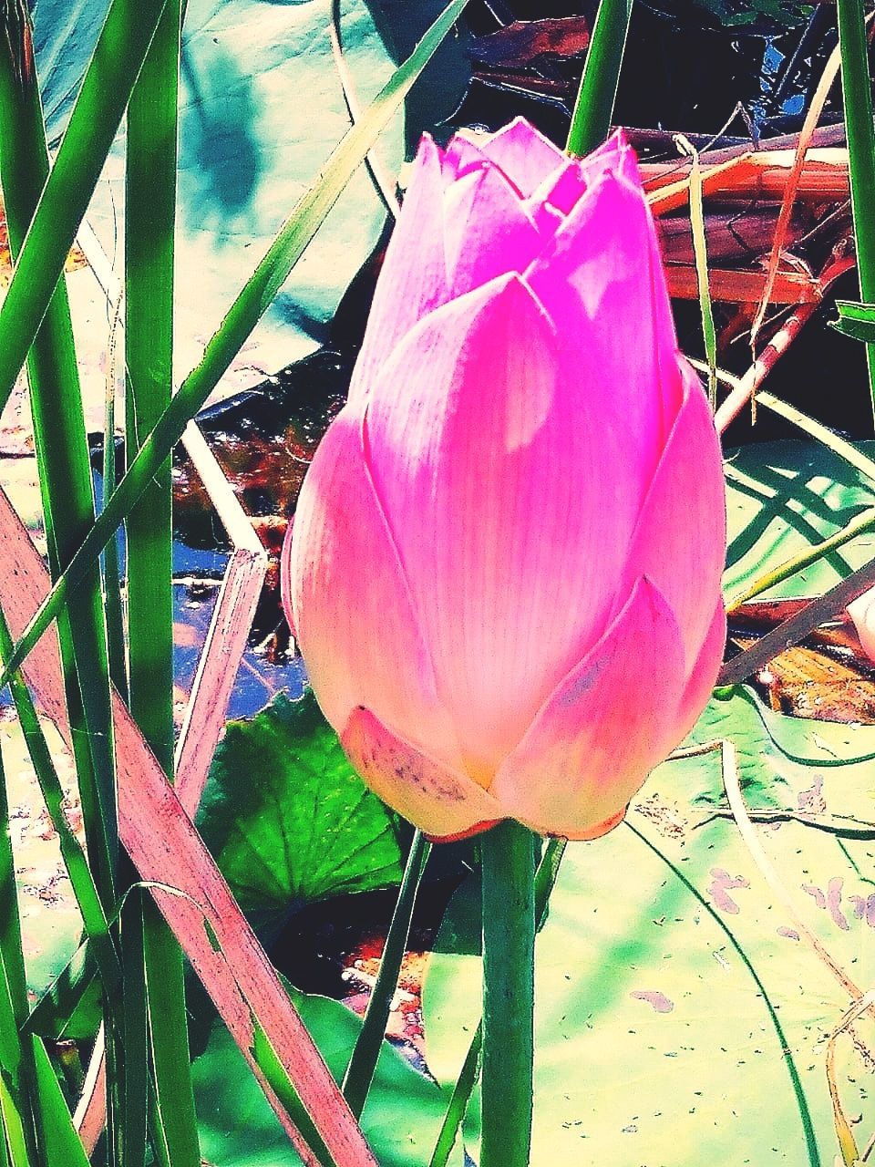 CLOSE-UP OF PINK LOTUS WATER LILY IN GARDEN