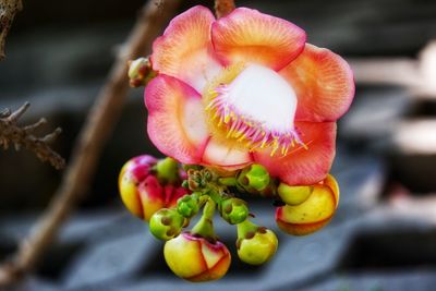 Close-up of pink flowering plant