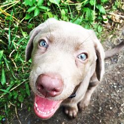 Close-up portrait of dog