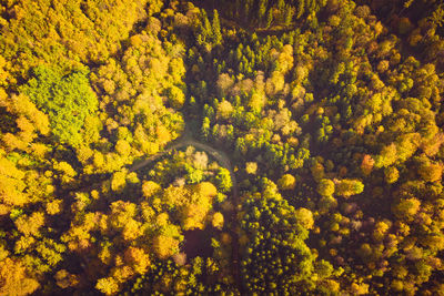 High angle view of yellow trees in forest