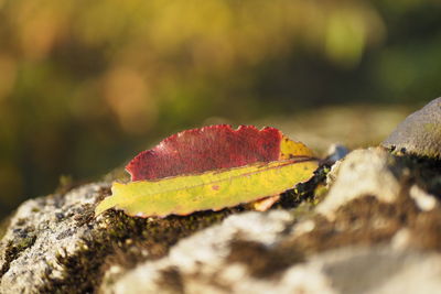 Close-up of red leaf on rock
