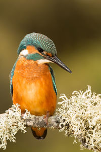 Close-up of bird perching on a flower