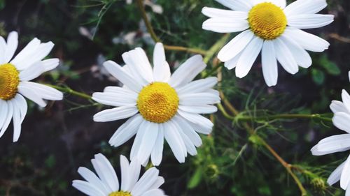 Close-up of white daisy flowers