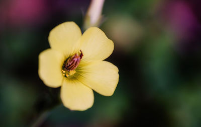 Close-up of yellow flower blooming outdoors