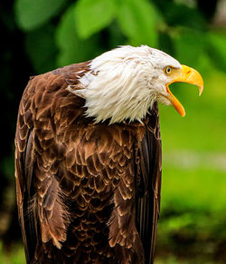 Close-up of bald eagle