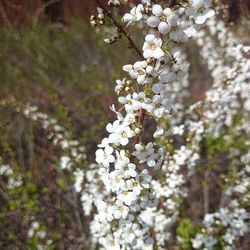 Close-up of cherry blossoms in spring