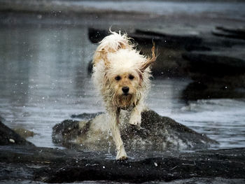 Portrait of dog in water