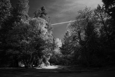 Trees against sky