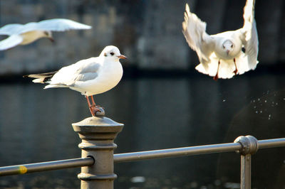 Close-up of seagull perching on railing