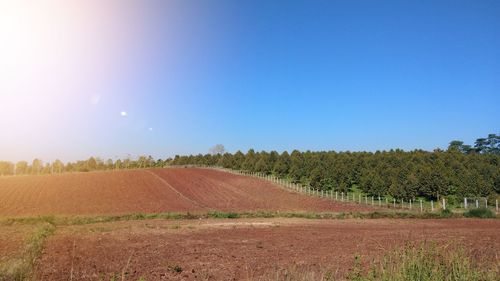 Scenic view of agricultural field against clear sky