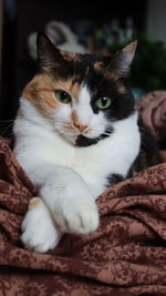 Close-up portrait of a cat