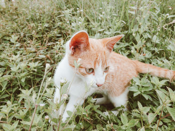 Cat lying on grass