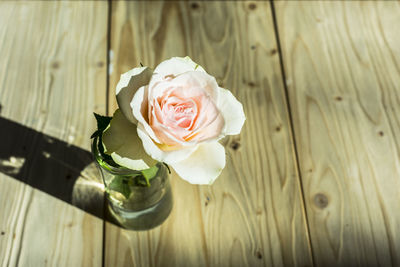 High angle view of rose in vase on table