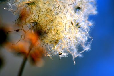 Low angle view of tree against blue sky
