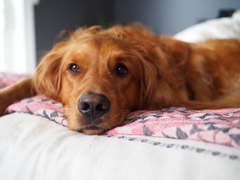 Close-up portrait of dog resting
