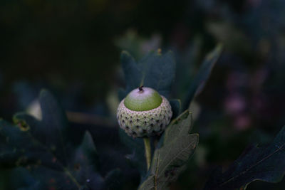 Close-up of acorn on a tree