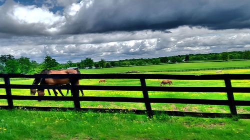 Scenic view of grassy field against cloudy sky