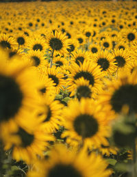 Full frame shot of sunflower