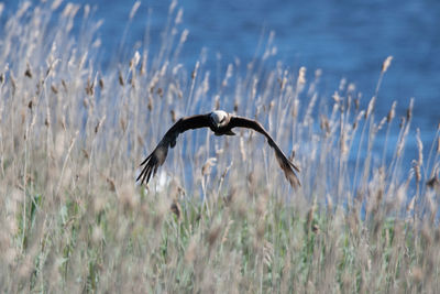 Bird flying over grass