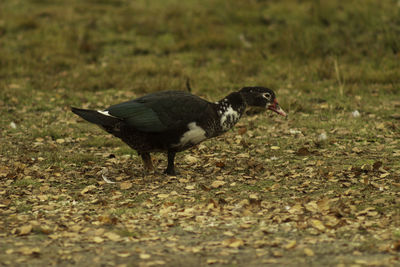 Side view of bird on field