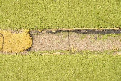 High angle view of grass growing on field