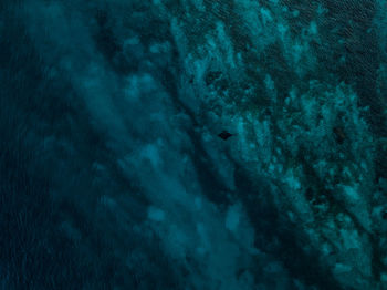 View of jellyfish swimming in sea