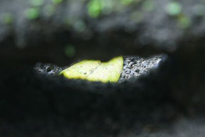 Close up of leaf