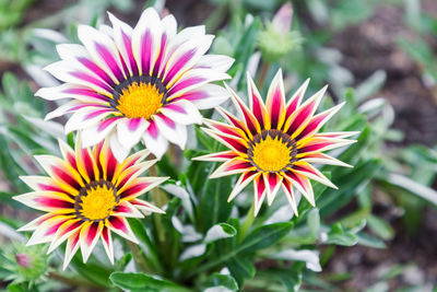 Close-up of gazania flower outdoors
